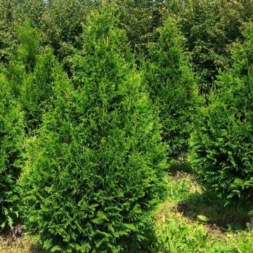 Thuja plicata Can-Can - Reuzenlevensboom