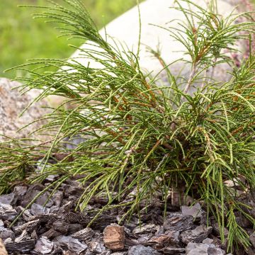 Thuja plicata Whipcord - Reuzenlevensboom