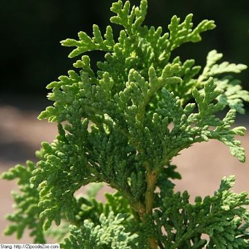 Thuja occidentalis Degroot's Spire - Westerse levensboom