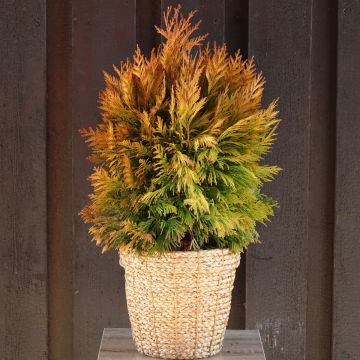 Thuja plicata 4 Ever Goldy - Reuzenlevensboom