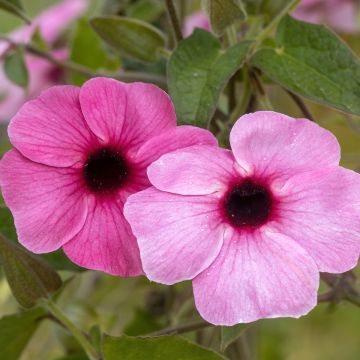 Thunbergia alata Sunny Suzy Rose Sensation - Suzanne met de mooie ogen