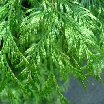 Thuja plicata Zebrina - Reuzenlevensboom