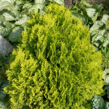 Thuja occidentalis Golden Smaragd - Westerse levensboom Thuja occidentalis Golden Smaragd - Westerse levensboom