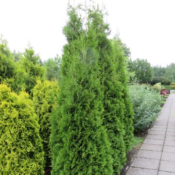 Thuja occidentalis King of Brabant - Westerse levensboom