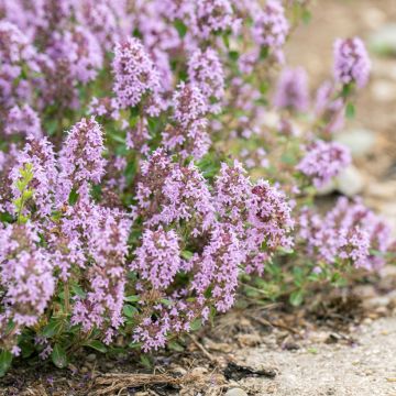 Thymus citriodorus Lammefjord - Citroentijm