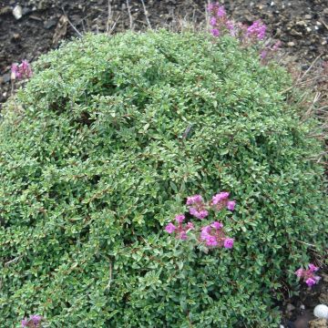 Thymus praecox Purple Beauty - Kruiptijm