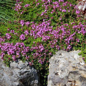Thymus serpyllum Magic Carpet - Wilde tijm