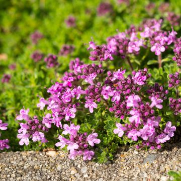 Thymus serpyllum Elfin - Wilde tijm