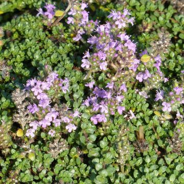 Thymus hirsutus - Behaarde tijm