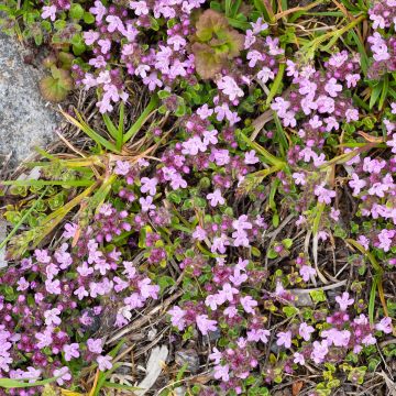 Thymus praecox Minor - Kruiptijm