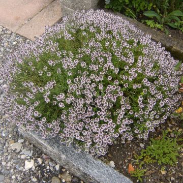 Echte tijm Compactus - Thymus vulgaris