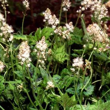 Tiarella Running Tiger - Schuimbloem