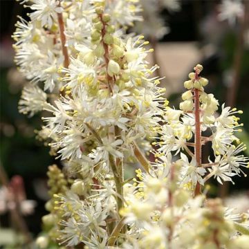 Tiarella cordifolia Brandywine - Schuimbloem