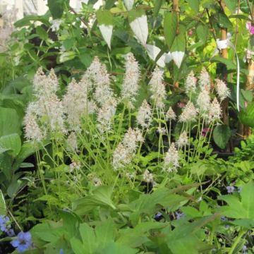 Tiarella cordifolia Moorgrun - Schuimbloem