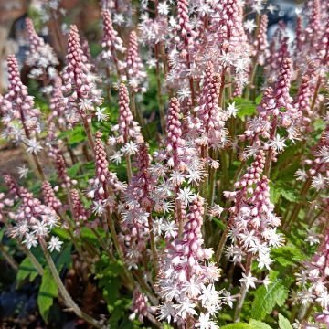 Tiarella cordifolia Pink Brushes - Schuimbloem