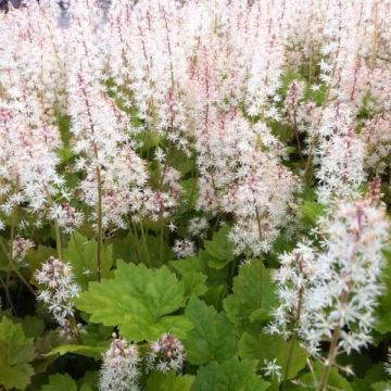 Tiarella Tiger Stripe - Schuimbloem