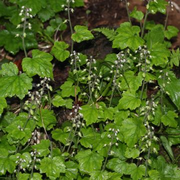 Tiarella polyphylla - Schuimbloem