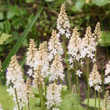 Tiarella cordifolia - Schuimbloem