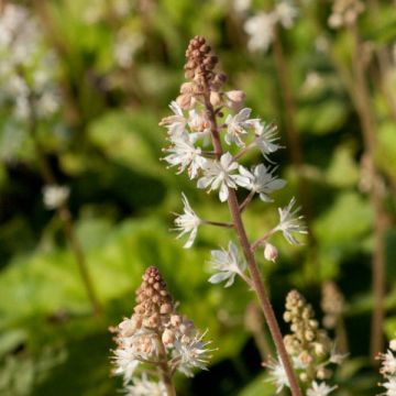 Tiarella wherryi - Schuimkaars