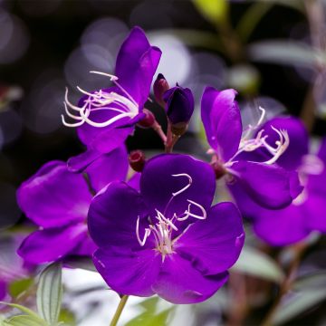 Tibouchina semidecandra - Spinnenbloem