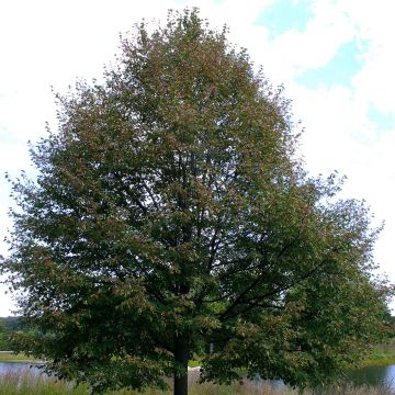 Tilia cordata Greenspire - Winterlinde