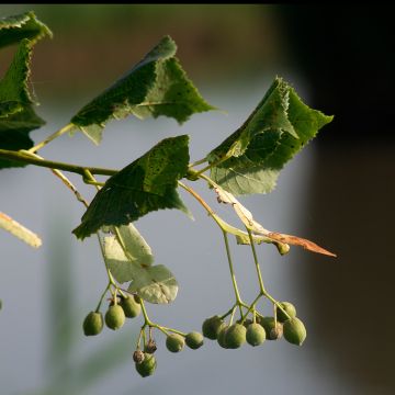 Tilia cordata Rancho - Winterlinde