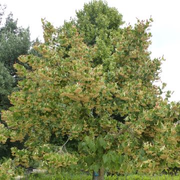 Tilia henryana - Henrylinde
