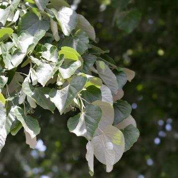 Tilia tomentosa - Zilverlinde