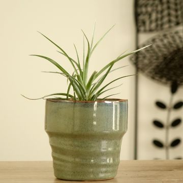 Tillandsia Mizuki - Luchtplantje