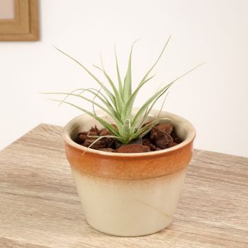 Tillandsia Samantha - Luchtplantje