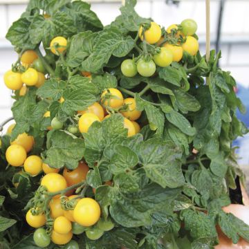 Tomaat Balconi Yellow F1