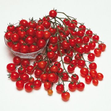 Cherrytomaat Pepe F1 (jonge planten)