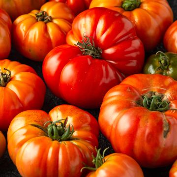 Tomaat Delizia F1 type Marmande