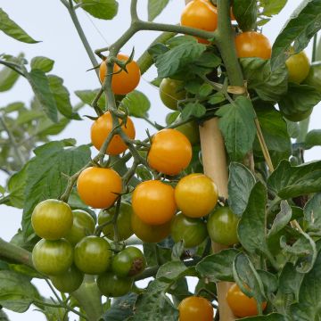 Cherrytomaat Star Gold F1 (jonge planten)