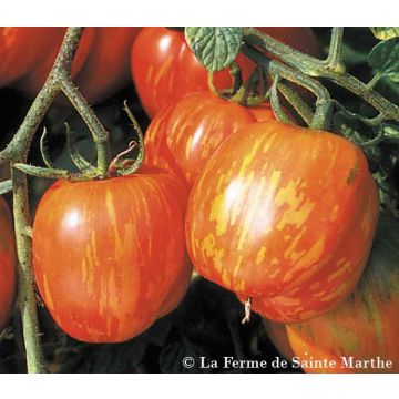 Tomaat Tigerella BIO - Ferme de Sainte Marthe