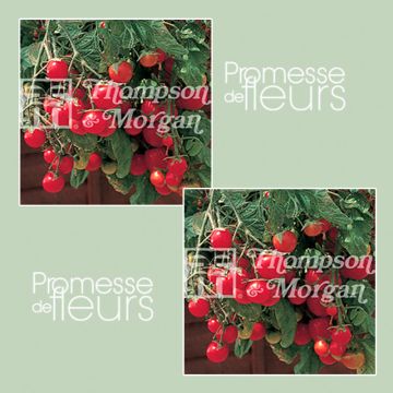 Cherrytomaat Gartenperle