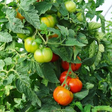 Vleestomaat Faworyt BIO