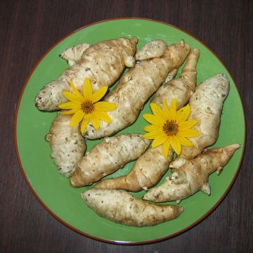 Aardpeer Fuseau Aardpeer Fuseau