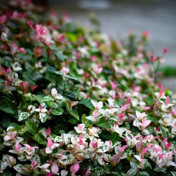 Trachelospermum asiaticum Tricolor - Japanse sterjasmijn