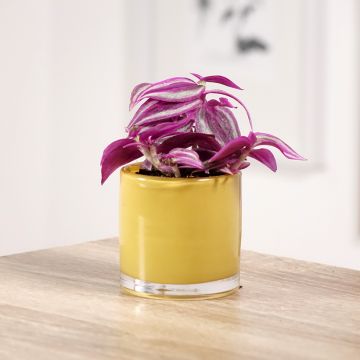 Tradescantia zebrina Pink Paradise - Vaderplant