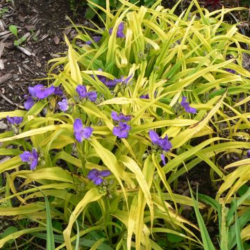 Tradescantia andersoniana Blue and Gold - Eendagsbloem