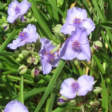 Tradescantia andersoniana Little Doll - Eendagsbloem
