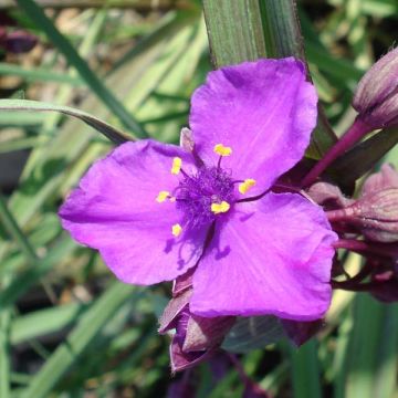 Tradescantia andersoniana Concord Grape - Eendagsbloem