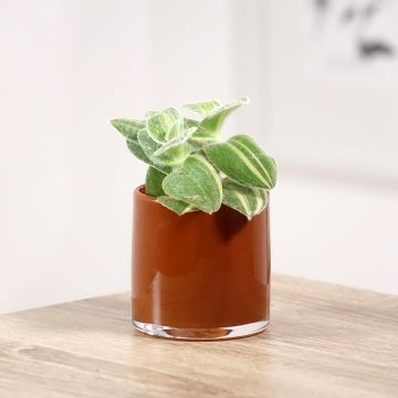 Tradescantia sillamontana Variegata - Vaderplant