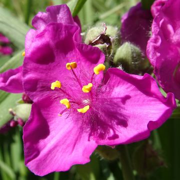 Tradescantia virginiana Brevicaulis - Eendagsbloem