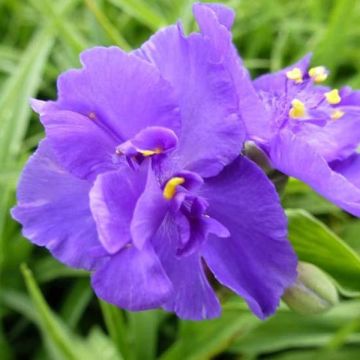 Tradescantia virginiana Zwanenburg Blue - Eendagsbloem
