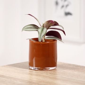 Tradescantia zebrina Pink Joy - Vaderplant