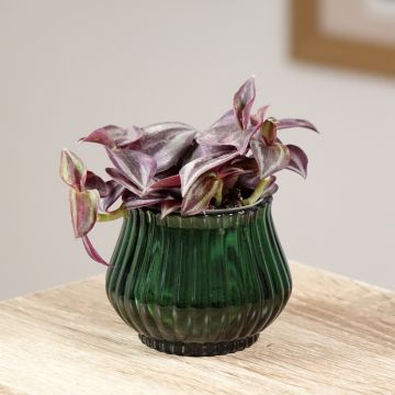 Tradescantia zebrina Purple Joy - Vaderplant