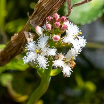Menyanthes trifoliata - Waterdrieblad