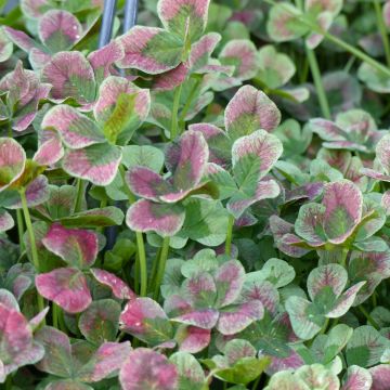 Witte klaver Angel Clover Chocolate - Trifolium repens